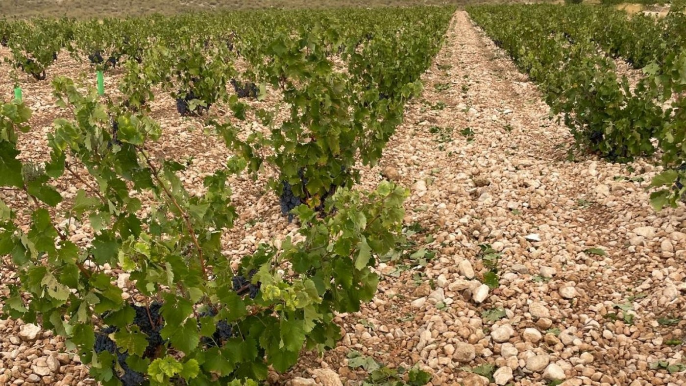 2.600 hectáreas presentan daños en los cultivos tras la última tormenta de granizo