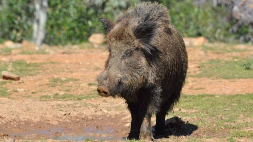 Detectados cuatro nuevos casos de peste porcina en jabalís en Barcelona