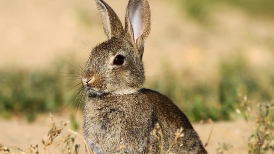 Piden que el Altiplano sea zona de emergencia cinegética debido a una plaga de conejos