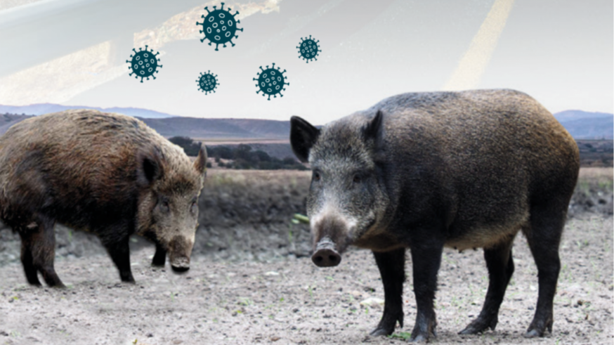 La UME intervendrá en Barcelona para contener el brote de peste tras localizar 8 jabalís muertos 