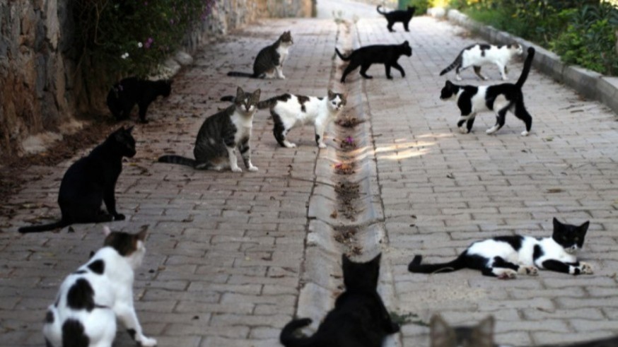El Ayuntamiento de Lorca y Alinatur Petfood renuevan su colaboración para el control de colonias felinas