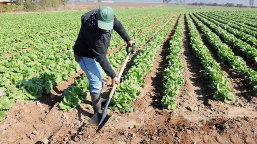 La Región, primera del país por su peso en empleo agrario con más de 70.000 trabajadores en 2021