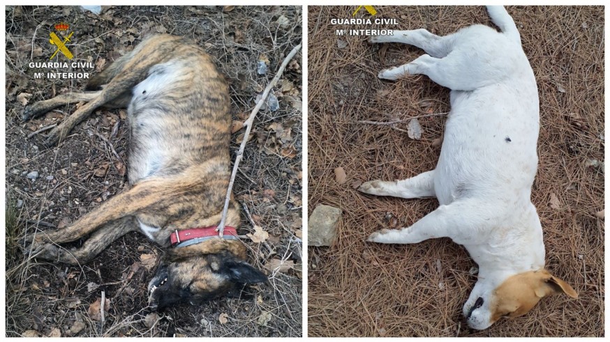 La Guardia Civil investiga el envenenamiento de dos perros en Ulea