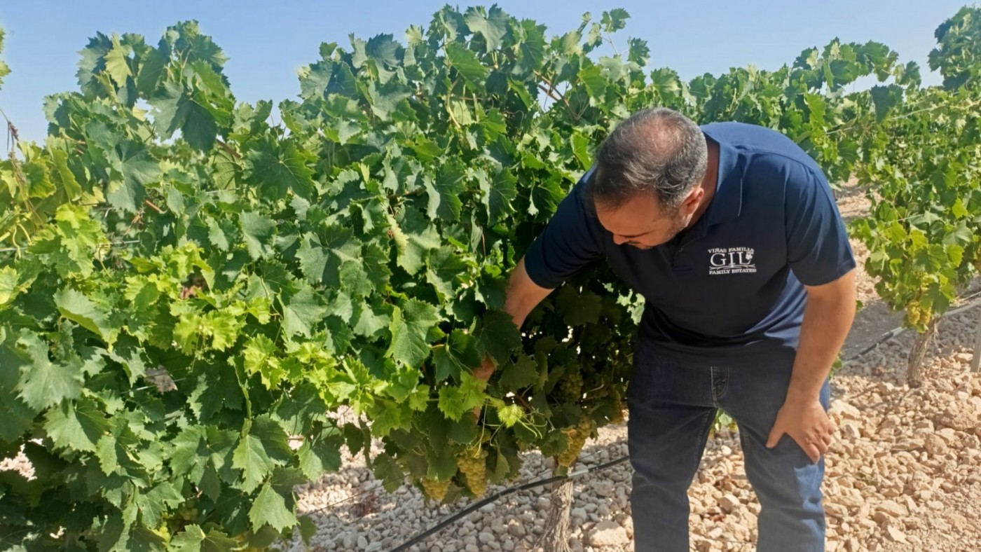La vendimia más temprana de la historia en Jumilla 