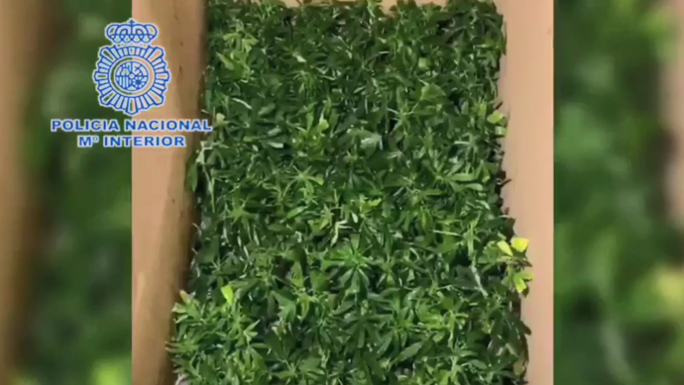 Incautan en un control policial casi 600 plantas de marihuana y 1.910 euros