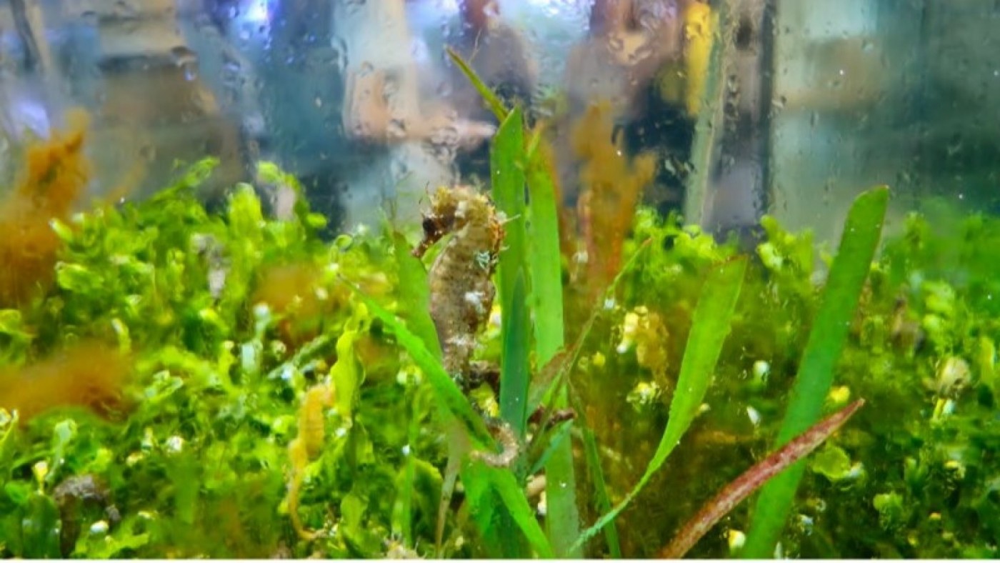 Jornada de puertas abiertas en el acuario de la Universidad de Murcia