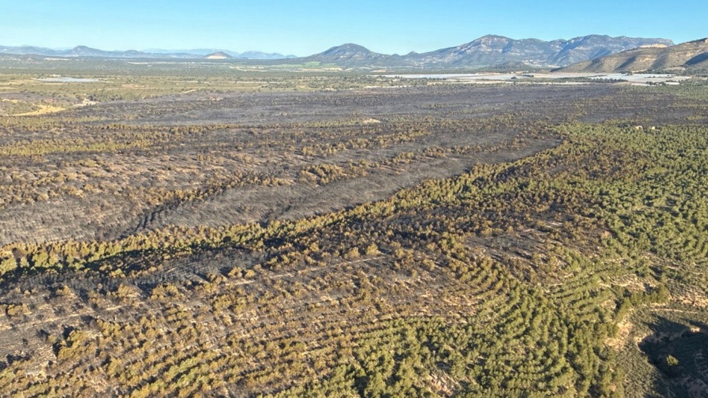 La restauración de la zona quemada en El Llano de las Cabras, después del verano