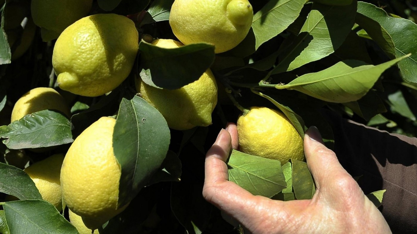 Asaja contrapone las luces de las frutas y hortalizas con las sombras del ovino
