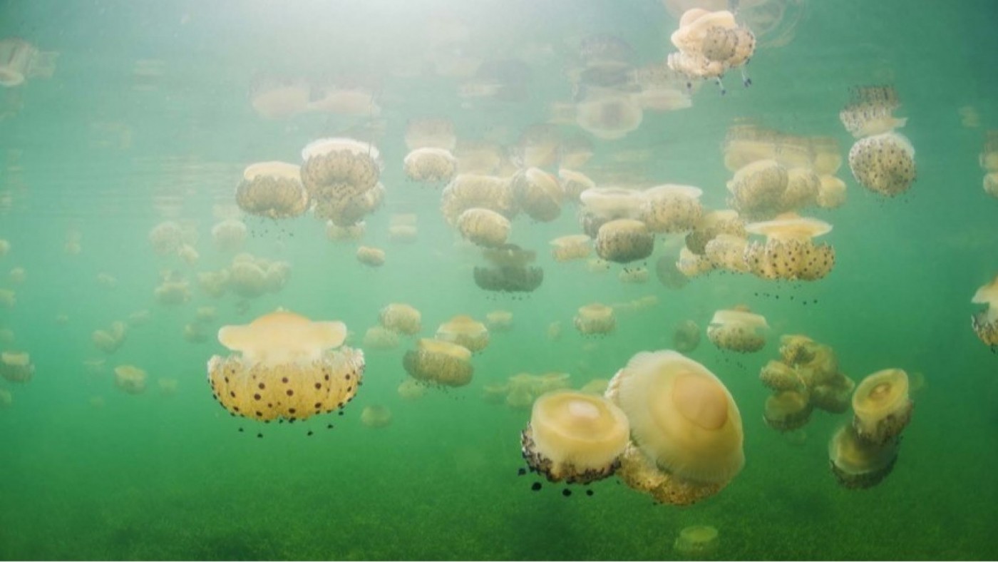 Comienza la instalación de redes anti medusas en el Mar Menor