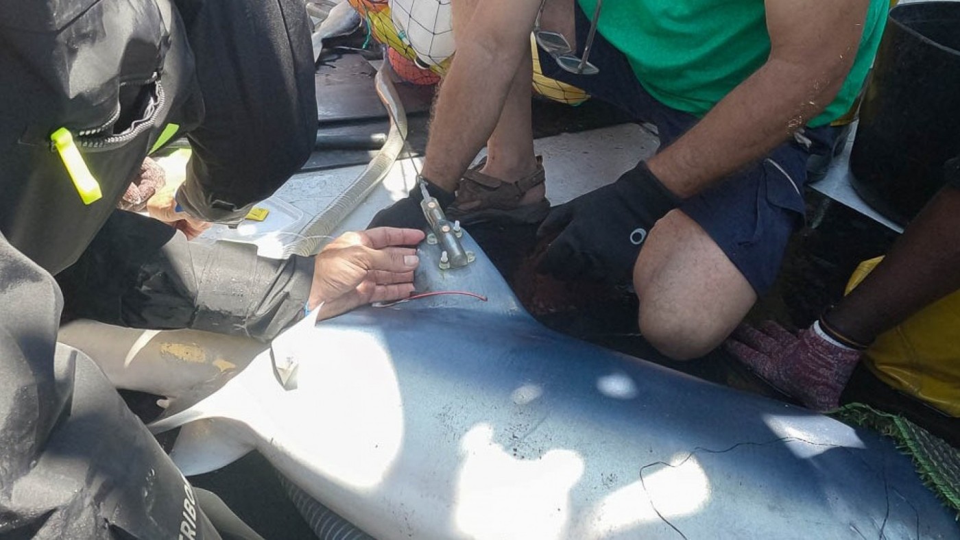 Tiburones en peligro: tres tintoreras, marcadas con satélite en Cartagena para conocer sus rutas