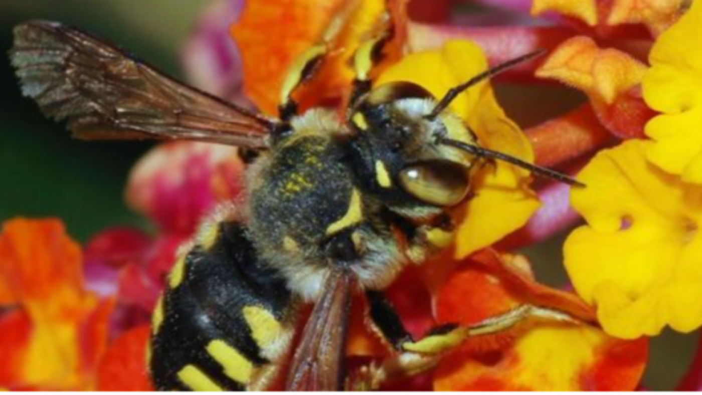 Un estudio de la UMU analiza el declive de la abejas silvestres en Sierra Espuña
