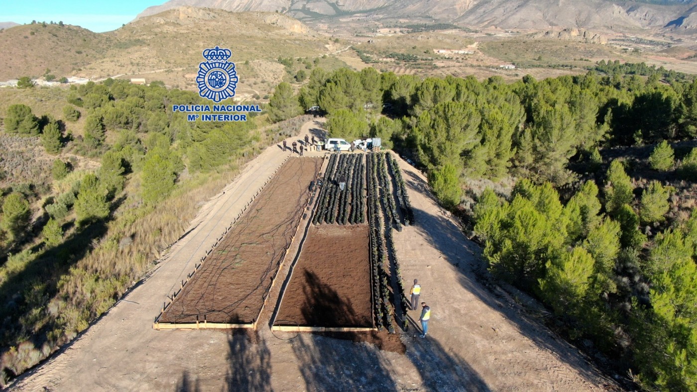 Desmantelado un cultivo de marihuana con casi 1.100 plantas en Lorca 