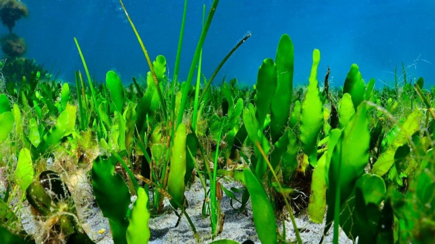 Organizaciones en defensa del Mar Menor advierten que podrían acudir a los tribunales por la reforma de la ley de protección