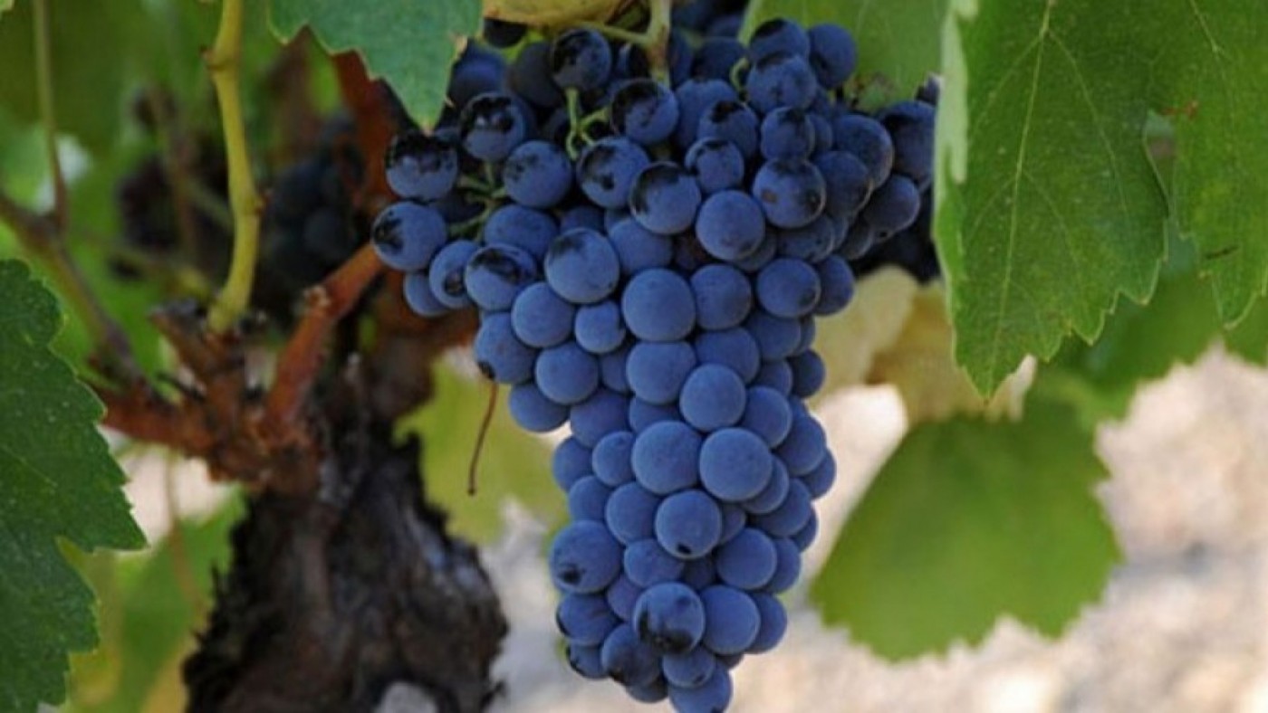 Un programa mejora la calidad de la uva y el vino ante el cambio climático