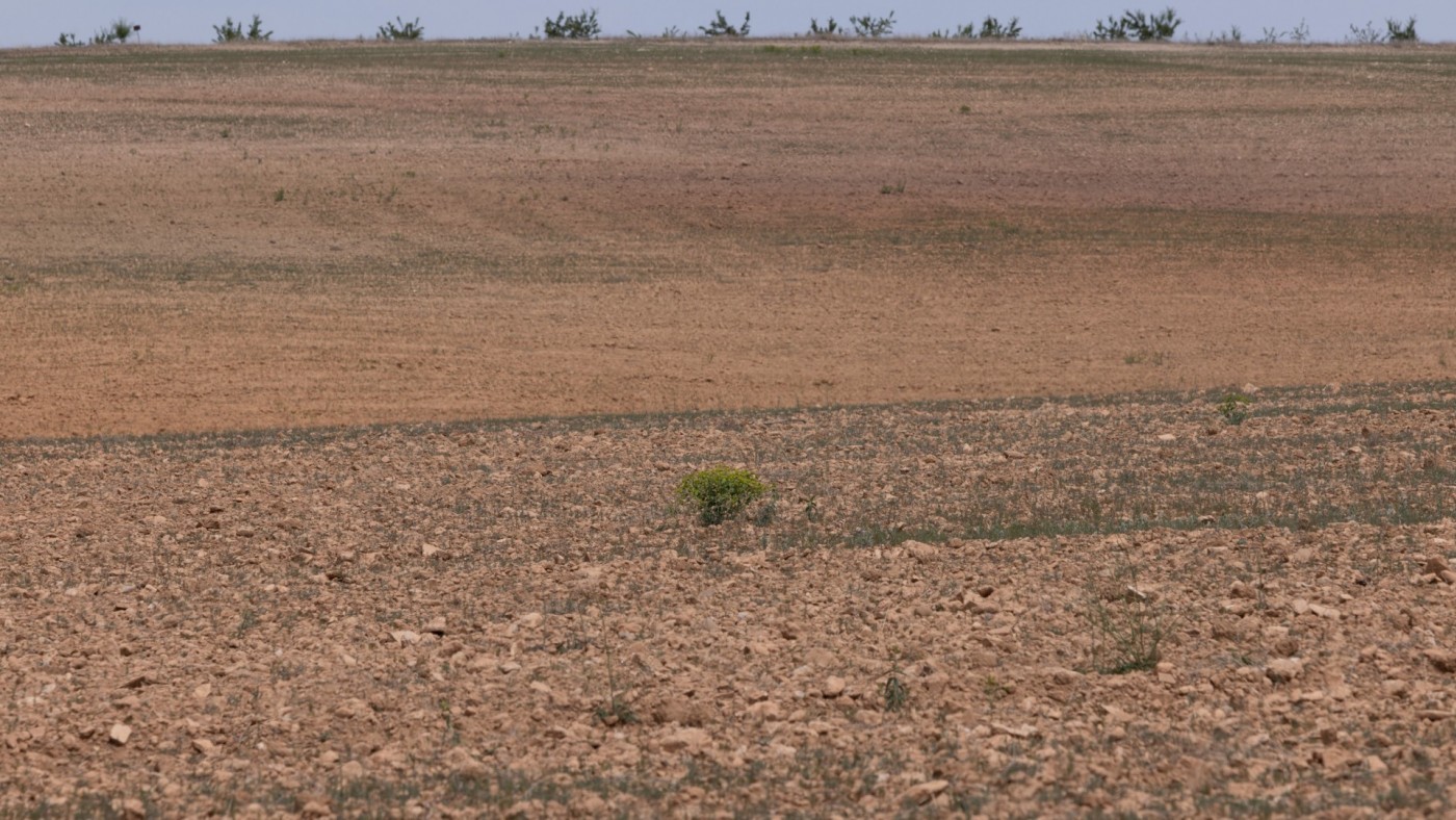 Las plantaciones de secano por debajo de los 500 metros de altitud están casi perdidas