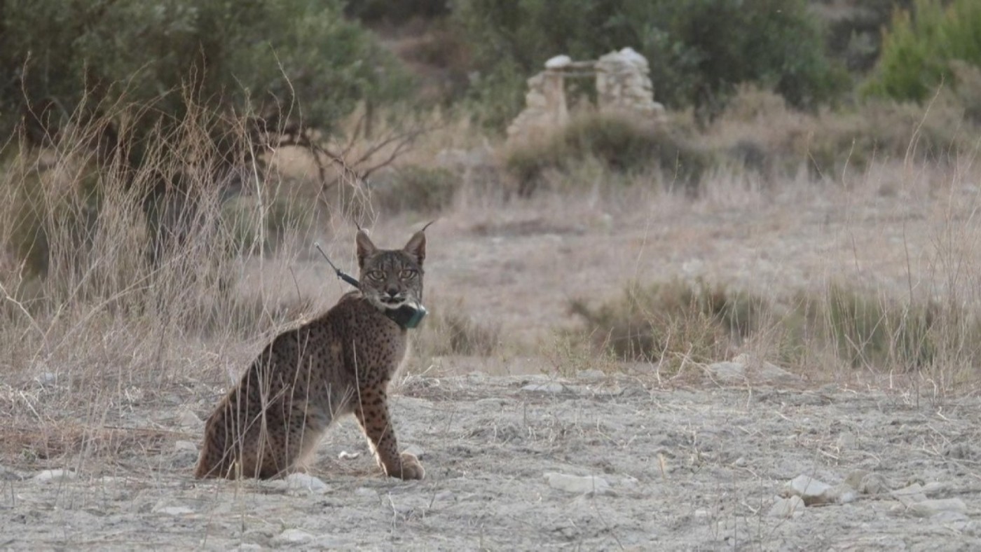 El lince de Lorca 'Tiko' murió por una intoxicación al comer plástico