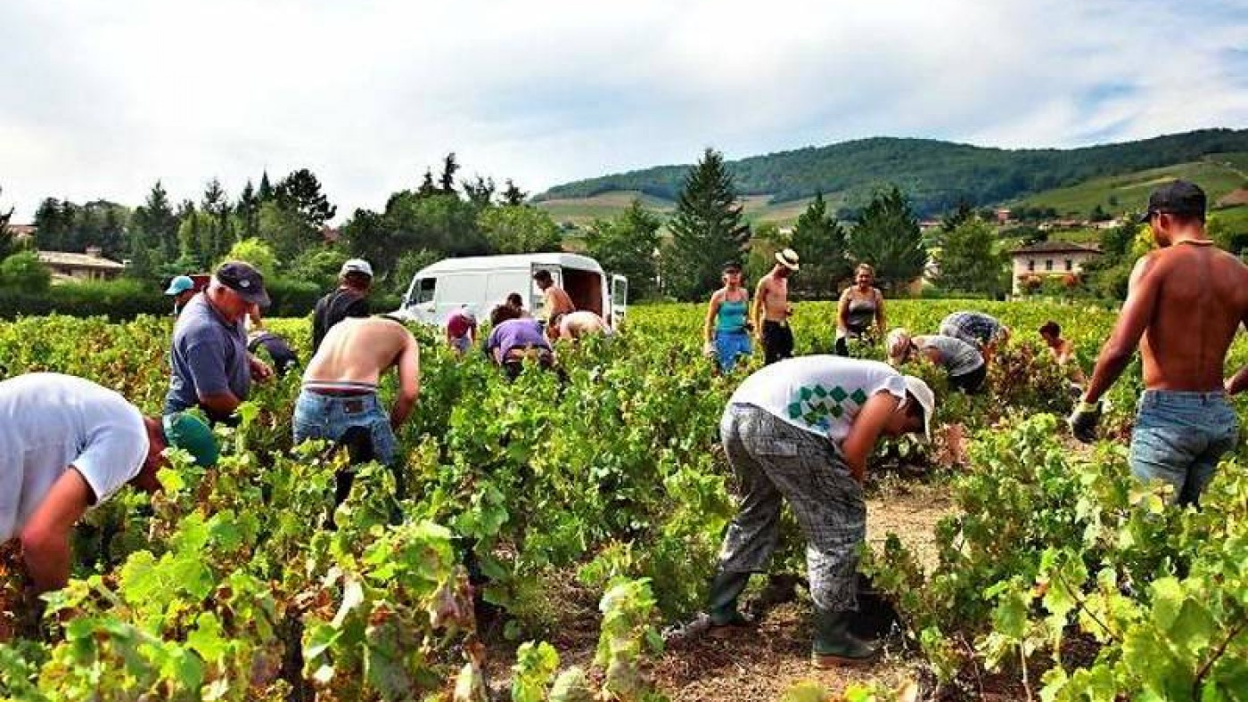 Vendimiadores recogiendo la uva en Francia. DREAMSTIME