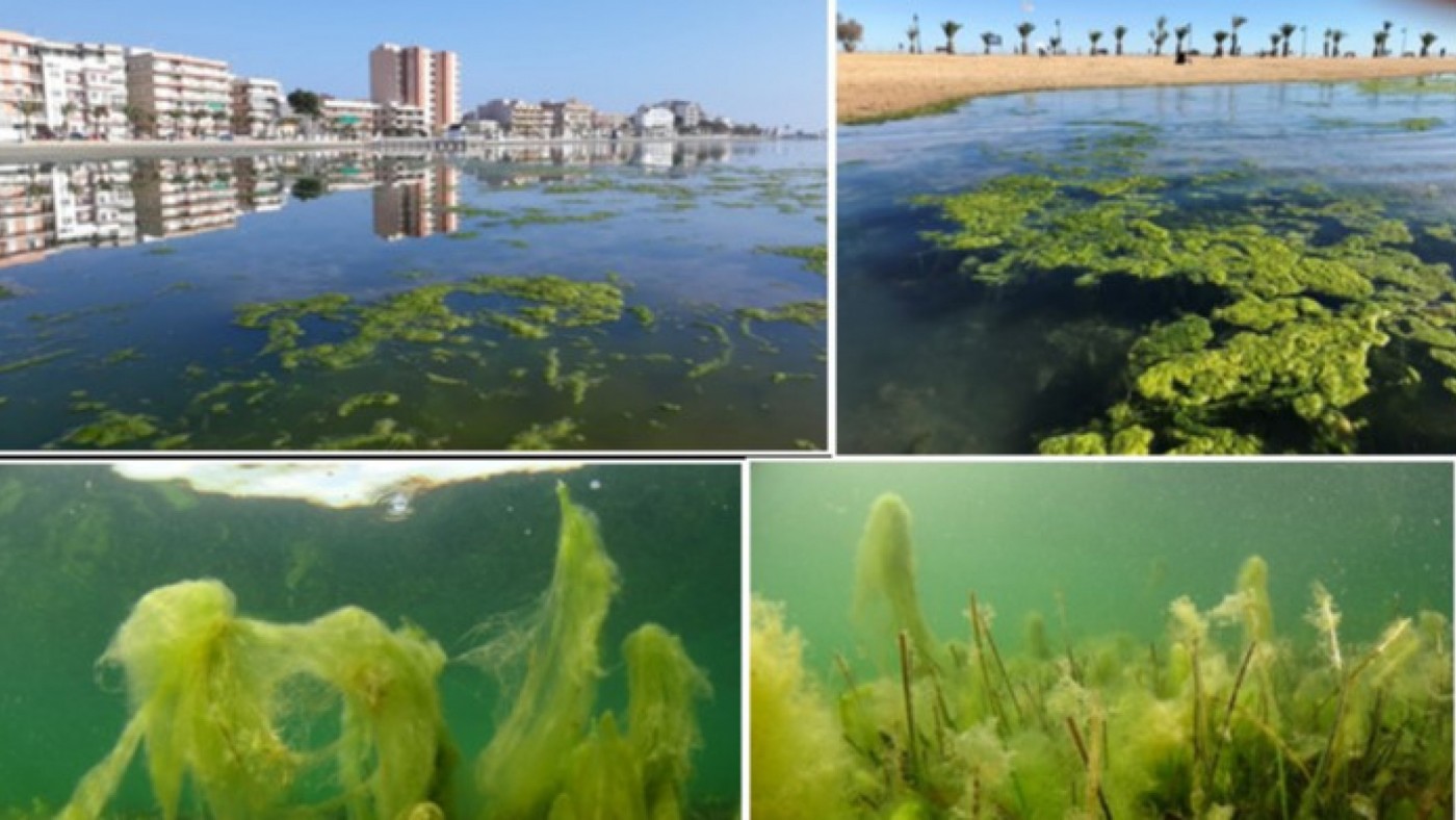 Proliferación de algas en el Mar Menor