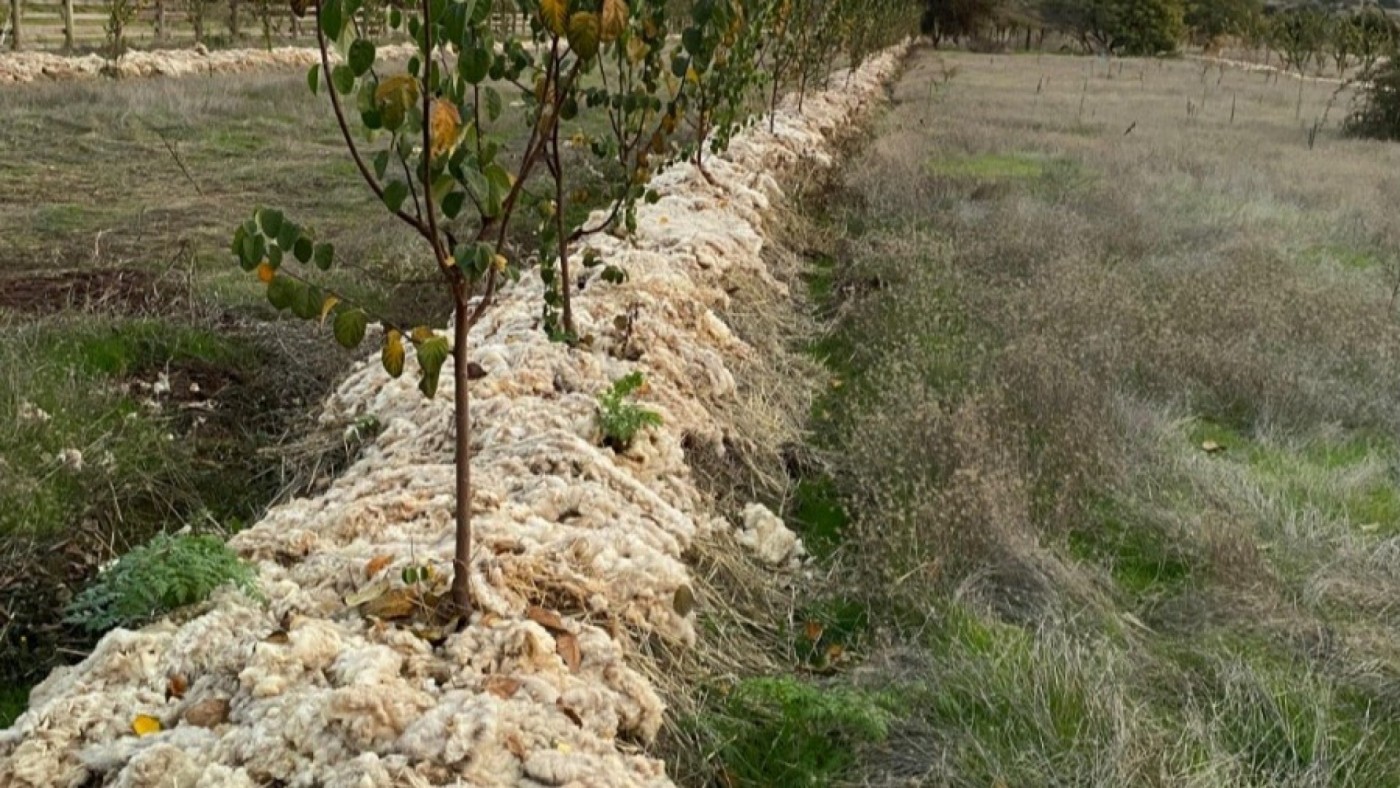 Lana de deshecho para mejorar cultivos y reforestar bosques en Sierra Espuña
