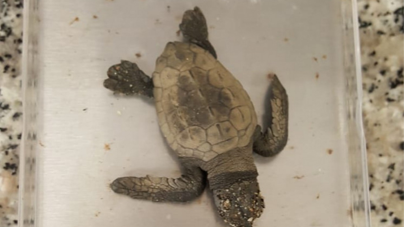 Tortuga boba hallada en una cala de Lorca