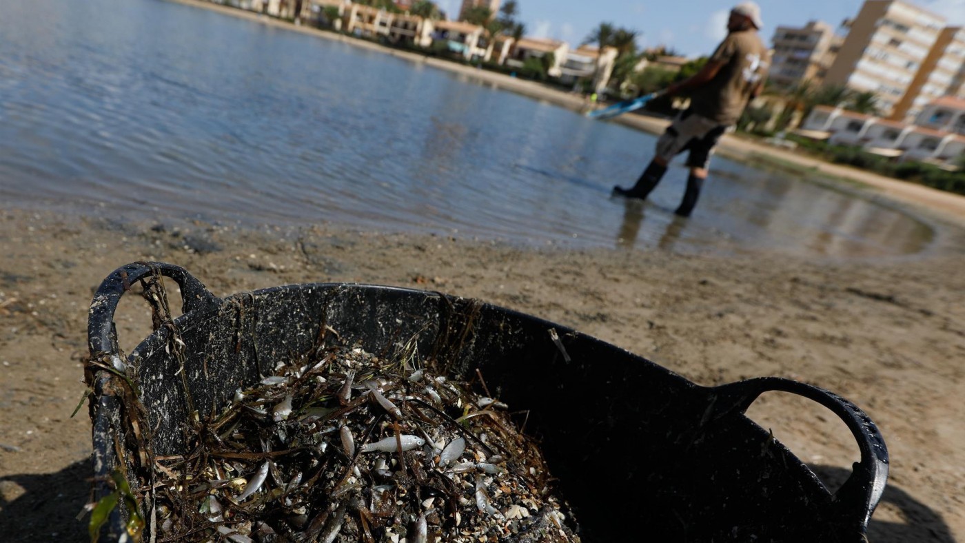 Peces muertos en el Mar Menor. EDU BOTELLA/EUROPA PRESS
