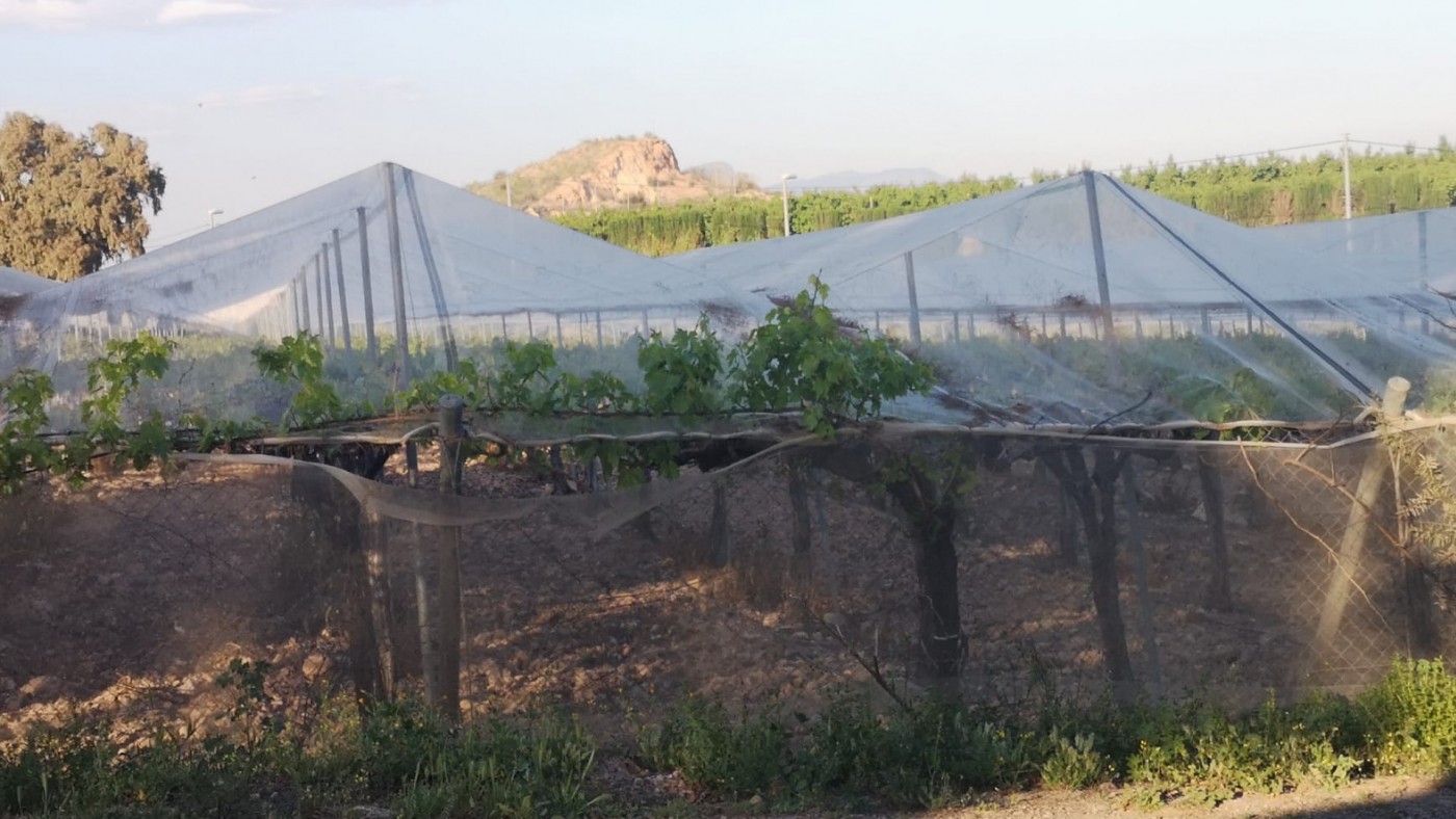 Las lluvias y heladas del último mes y medio acaban con el 30% de todas las cosechas de hortaliza, frutos secos, fruta y flor cortada 