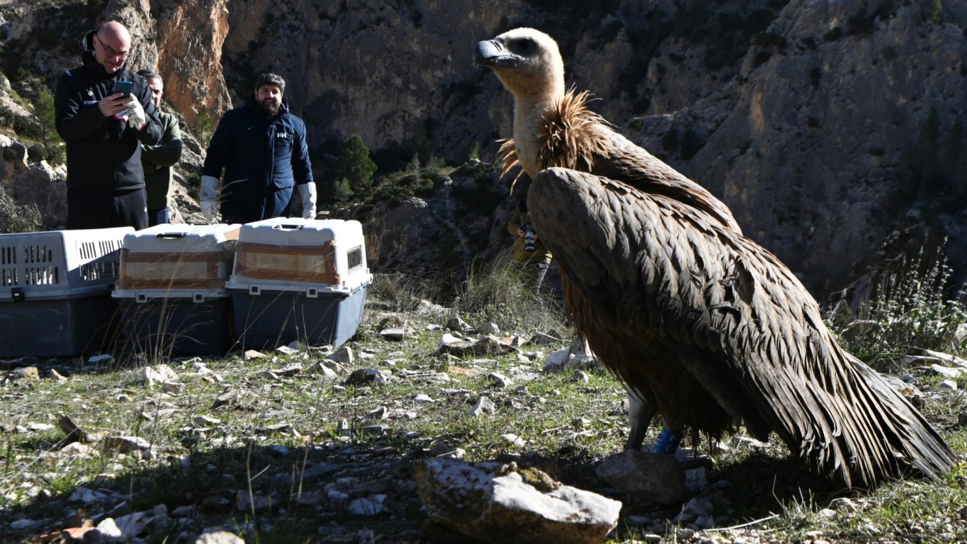Las parejas reproductoras de buitres leonados alcanzan su máximo histórico
