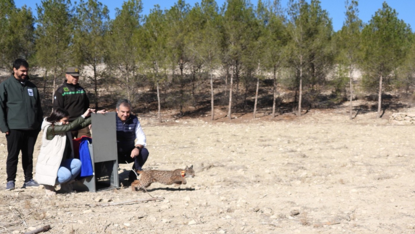 Liberado el séptimo ejemplar de lince ibérico en Tierras Altas de Lorca