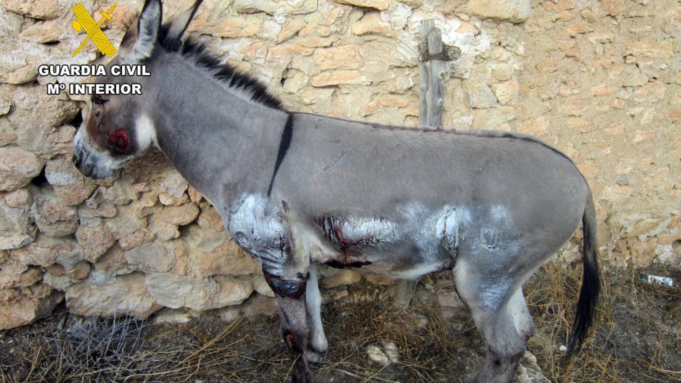 Amarra a un burro a un todoterreno y lo arrastra medio kilómetro en Moratalla