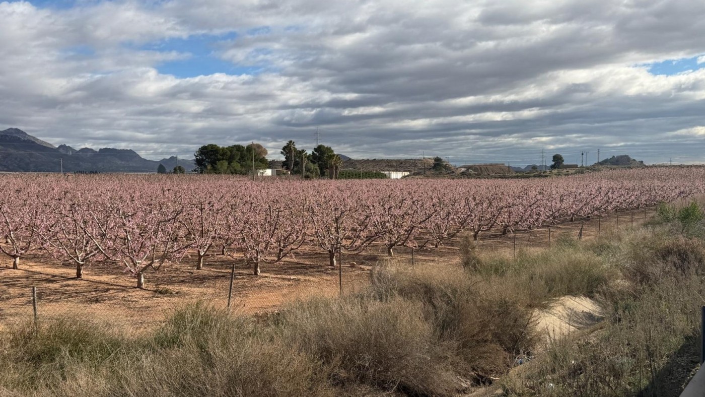 Cuenta atrás para el inicio de la Floración en Cieza 
