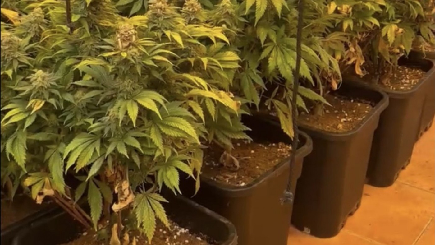 La Policía Local de Cartagena descubre una plantación con más de 100 plantas de marihuana