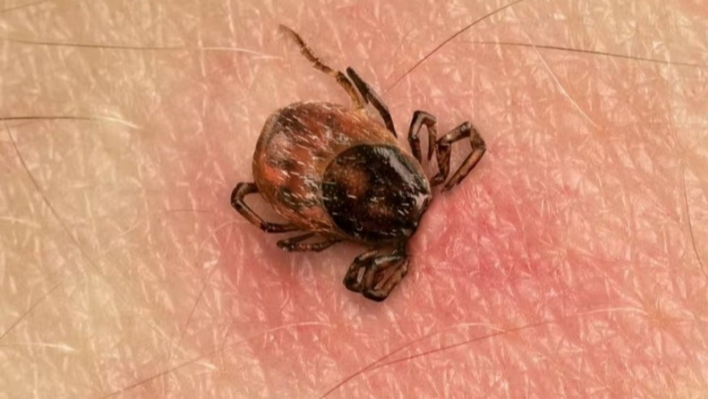El cambio climático, una de las razones del aumento de casos de la enfermedad de Lyme