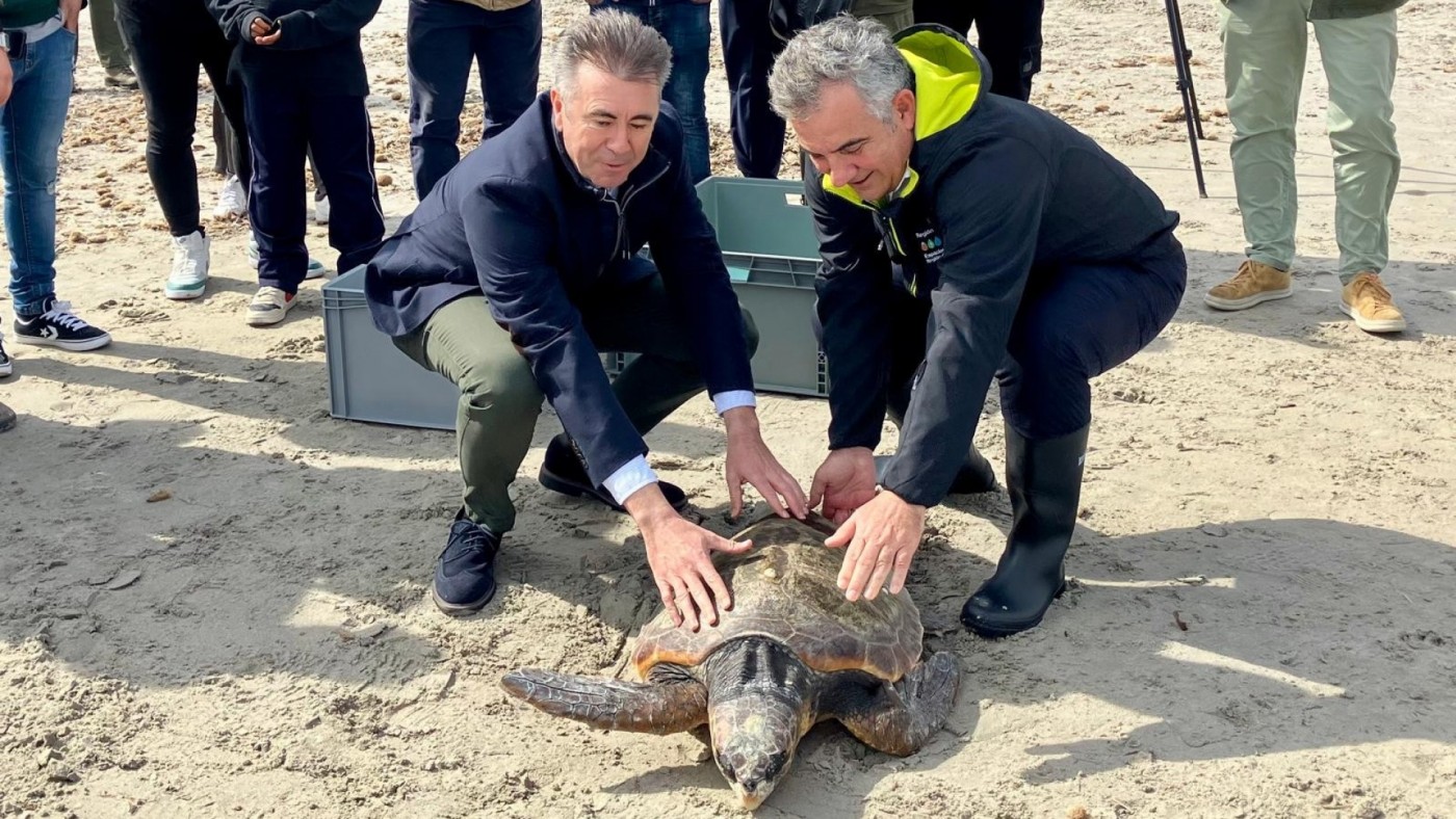 Liberan dos tortugas bobas en San Pedro del Pinatar tras ser rescatadas 