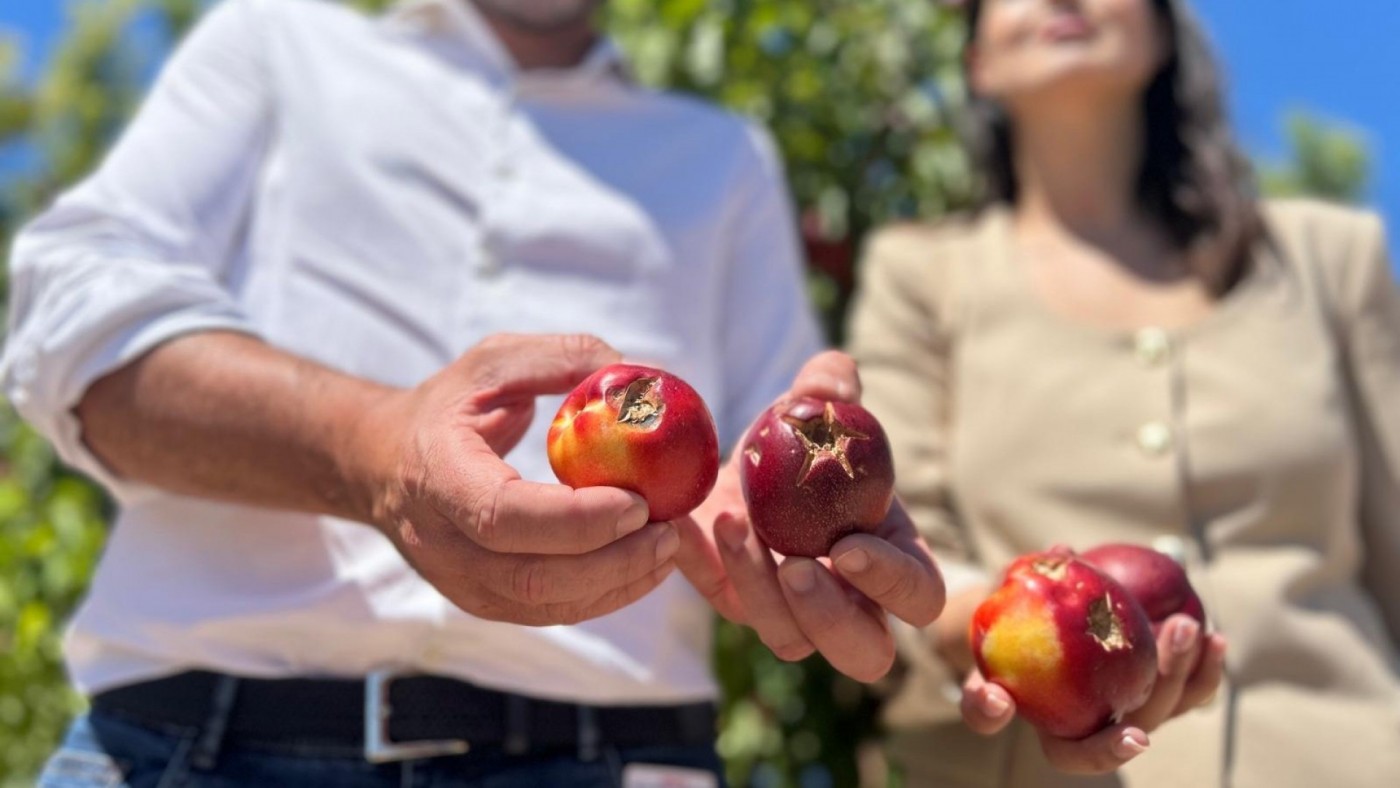 El PP reclama ayudas directas a los agricultores afectados por el reciente episodio de granizo
