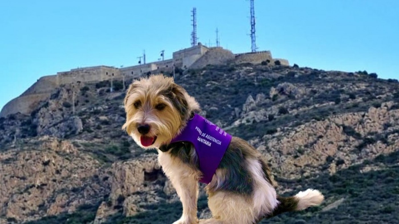 Un sheldon que acompaña a Jorge Conesa, primer perro que corre la Ruta de las Fortalezas