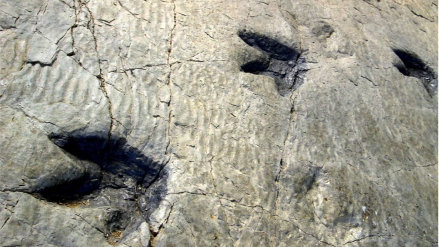 El yacimiento de la Sierra de las Cabras en Jumilla podría tener una antigüedad de 7 millones de años