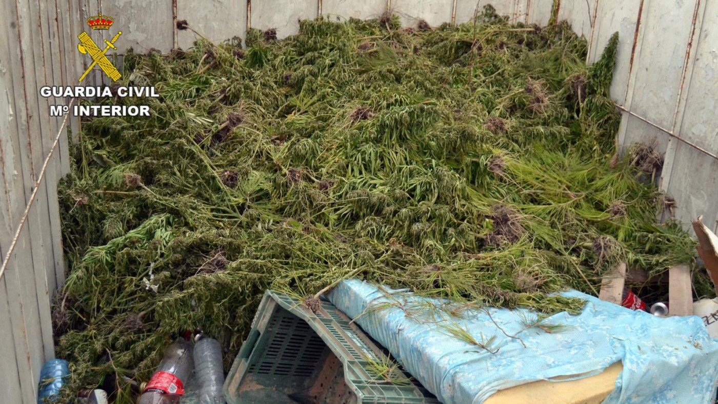 La Guardia Civil de Murcia intercepta un camión con 1.150 plantas de marihuana