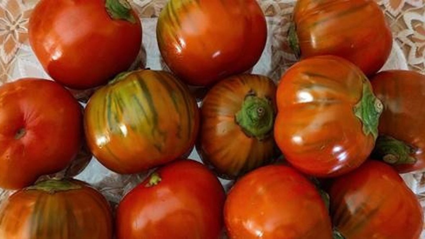 Preocupación en el sector agrario por el ok del Parlamento Europeo al tomate sahariano sin etiqueta de origen