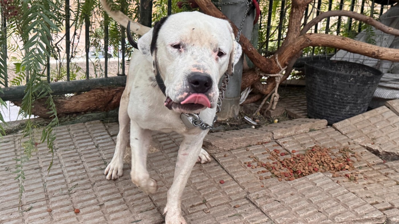 Investigan a una mujer en Lorca por presunto maltrato y abandono animal