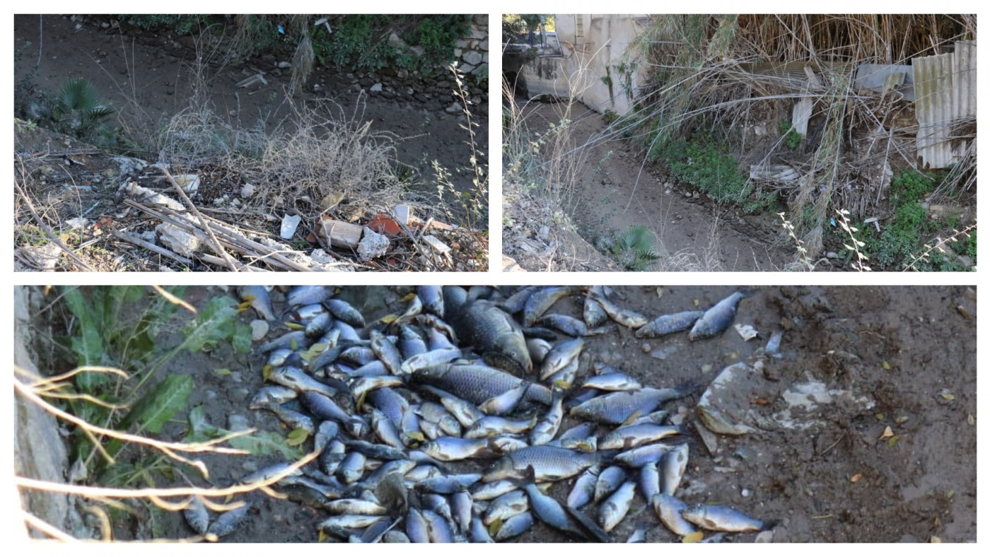 Suciedad y peces muertos en la Acequia Mayor de Barreras. HUERMUR