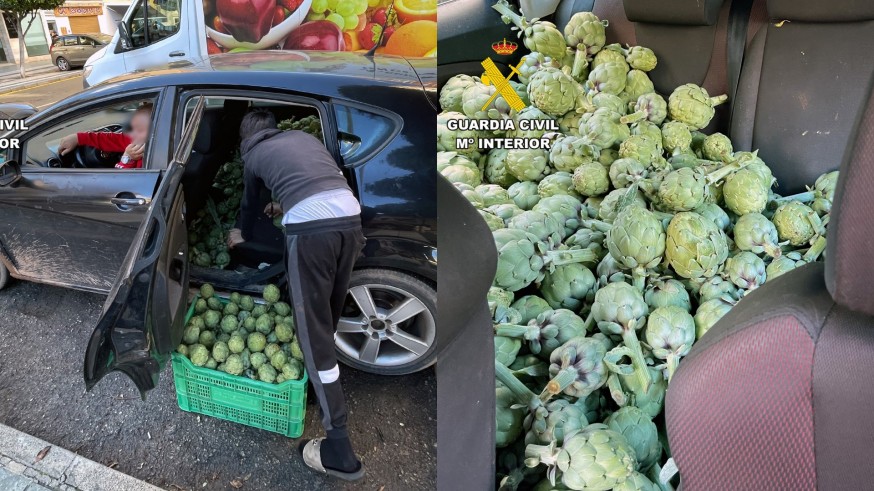 Seis detenidos por robar una tonelada de alcachofas en fincas del Campo de Cartagena