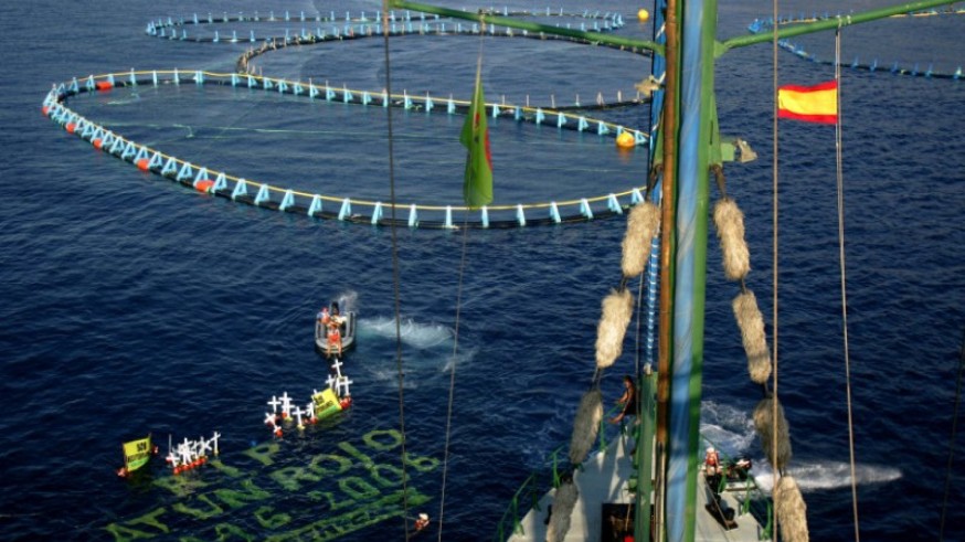 Greenpeace simula un "cementerio" en una granja de engorde de atún en Cartagena