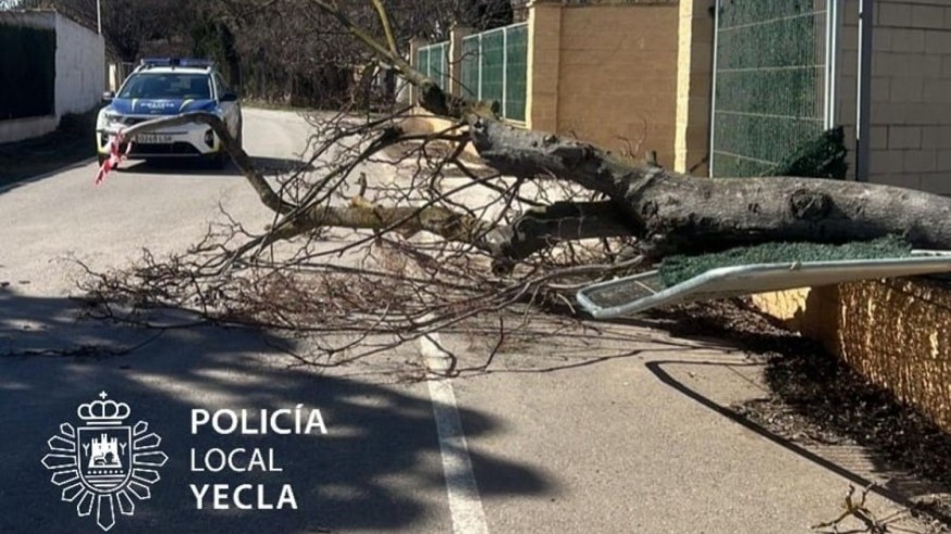 Oriana deja árboles caídos por toda la Región