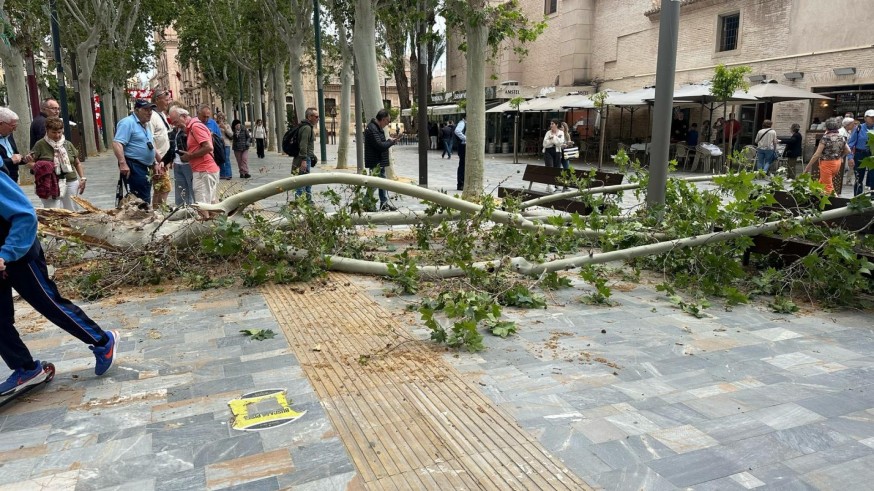 Dos personas, atendidas tras caer la rama de un árbol en el Paseo Alfonso X el Sabio de Murcia