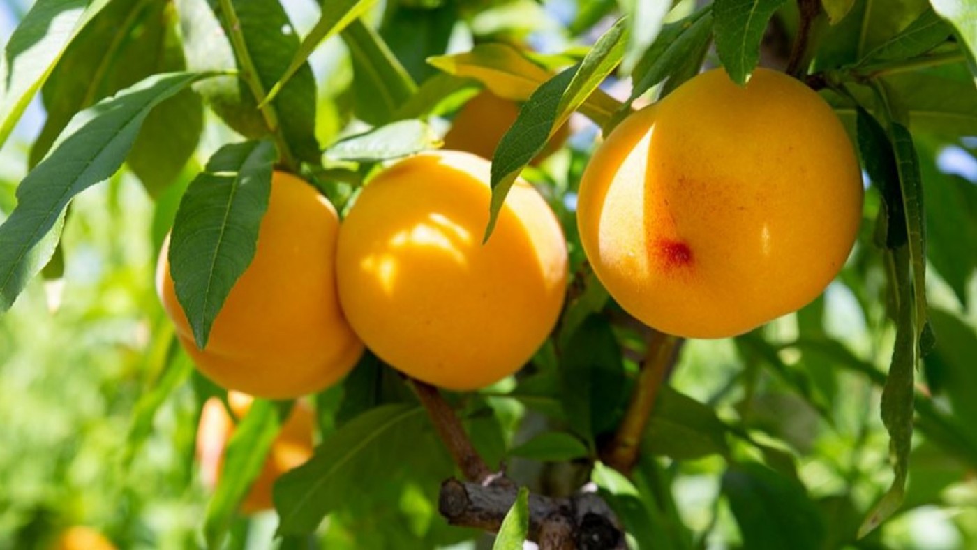 Los agricultores no esperan una disminución en la producción de fruta de hueso