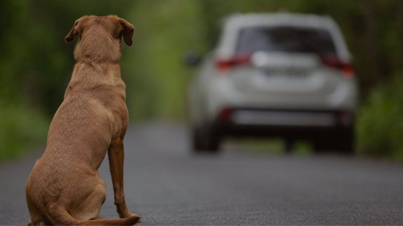 Lanzar un perro por encima de una valla: una de las formas de abandono durante el verano