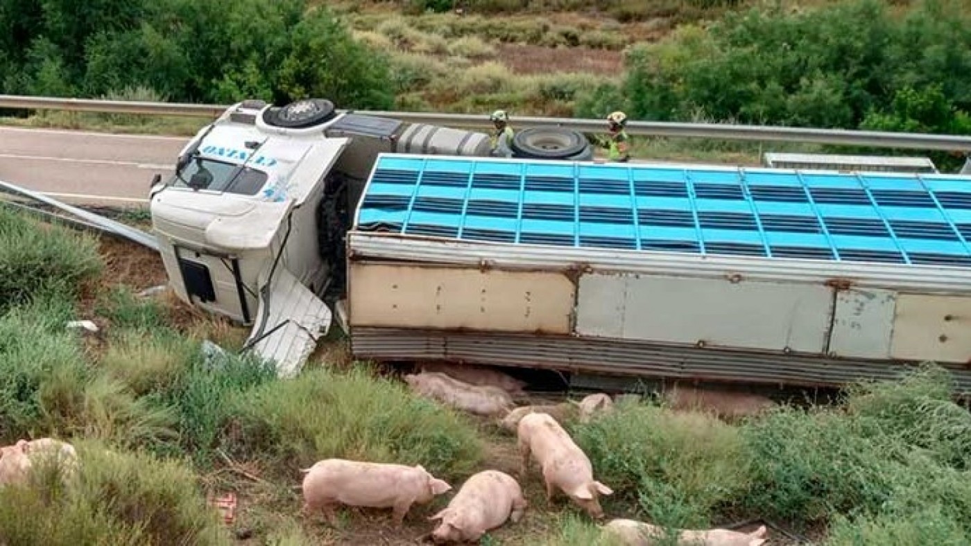 Herido al volcar el camión de transporte de cerdos que conducía en Lorca