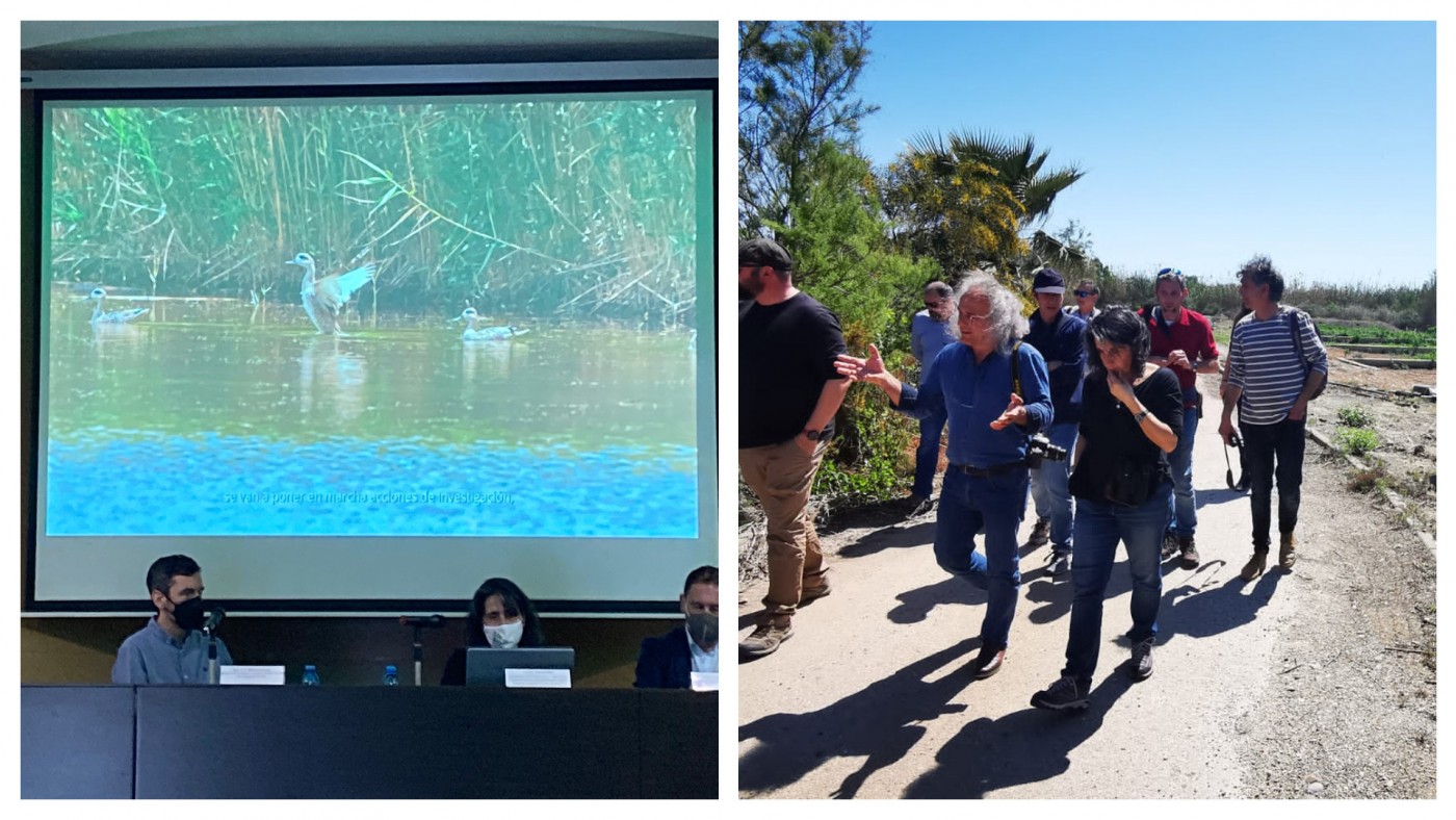 Presentado en Mazarrón un proyecto contra la extinción del pato Cerceta Pardilla 