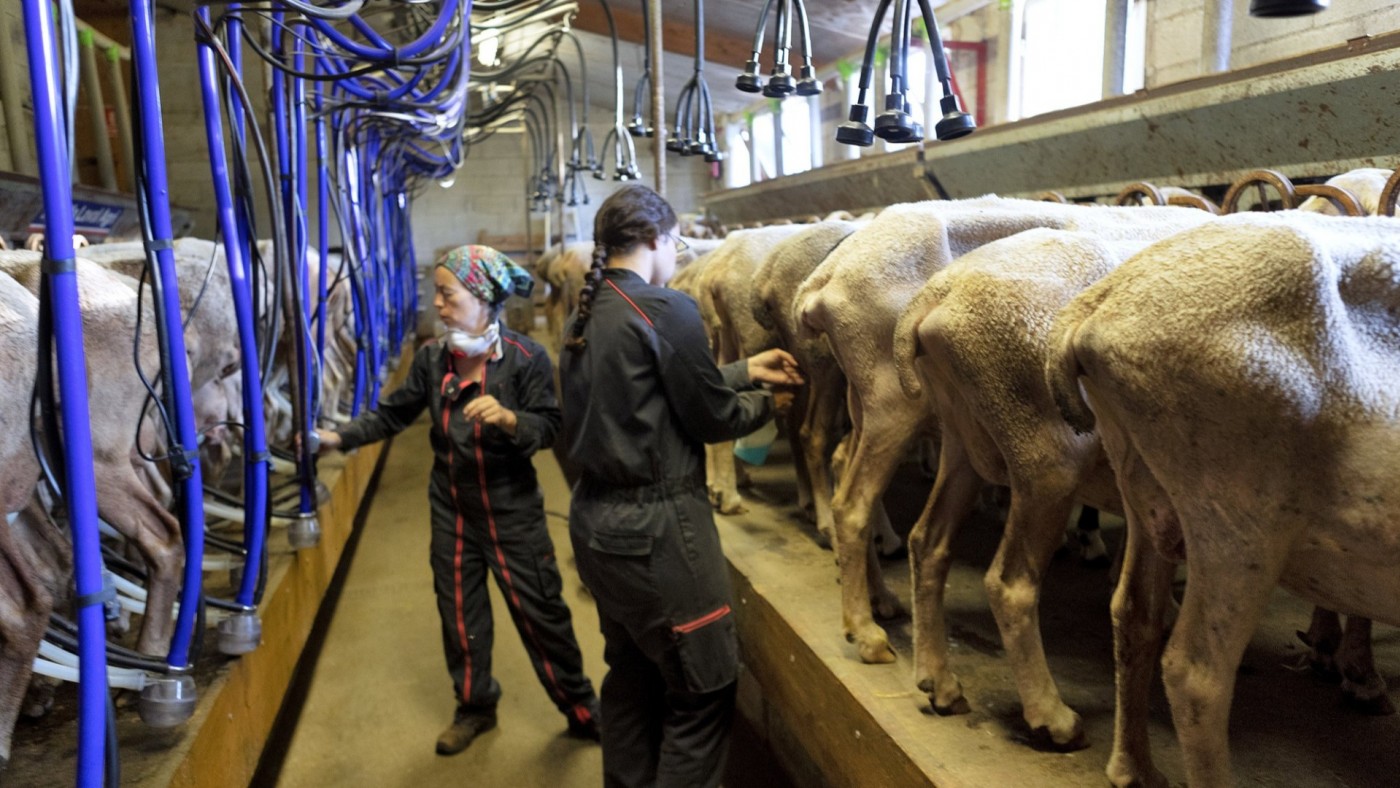 El consumo de carne o leche de vacas afectadas por el virus Shamonda es totalmente segura