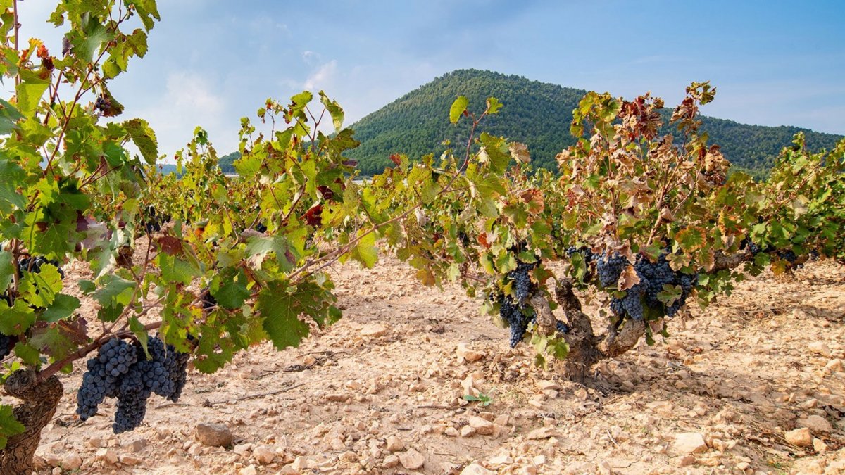 Las Rutas del Vino de Murcia impulsan una guía digital para promocionarse a nivel internacional